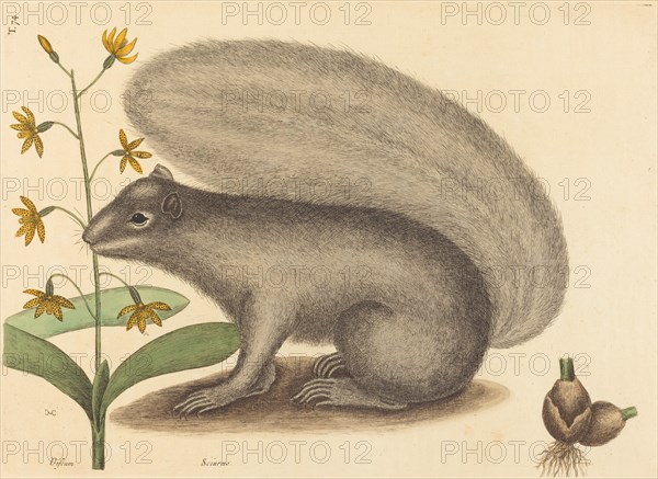 The Grey Fox Squirrel (Sciurus cinereus), published 1731-1743.