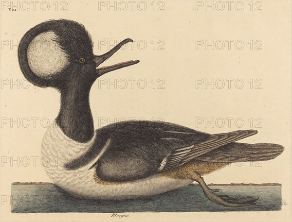 The Round Crested Duck (Mergus cucullatus), published 1731-1743.