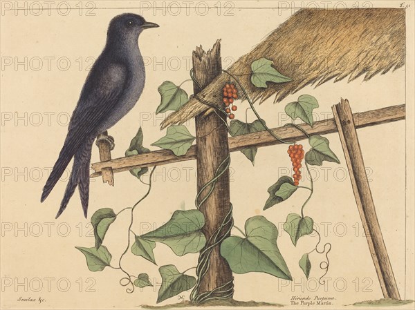 The Purple Martin (Hirundo purpurea), published 1731-1743.