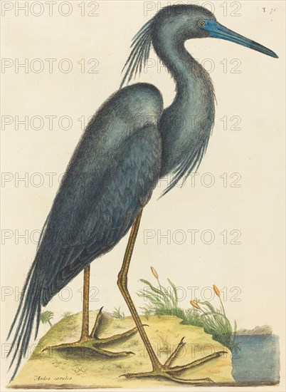 The Blue Heron (Ardea coerulea), published 1731-1743.