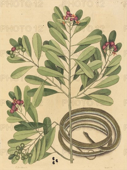 The Ribbon Snake (Coluber saurita), published 1731-1743.