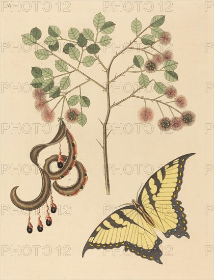 Cat's Claw (Mimosa circinalis), published 1731-1743.