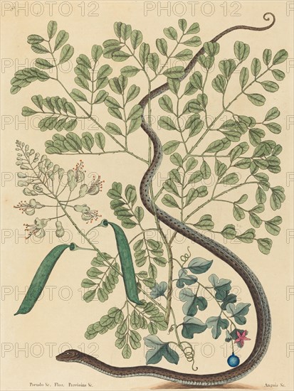 The Spotted Ribbon Snake (Coluber nebulosus?), published 1731-1743.