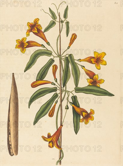 Cross-vine (Bignonia capreolata), published 1754.