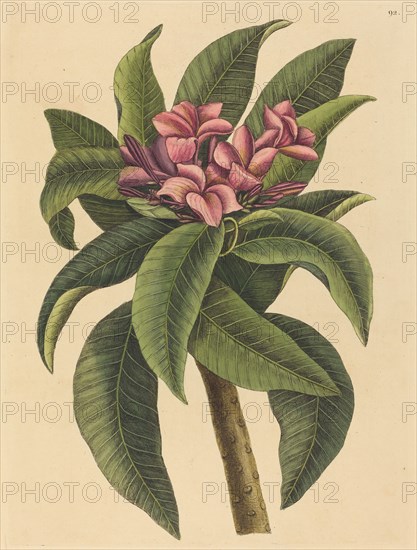 Red Frangipanni (Plumeria rubra), published 1731-1743.