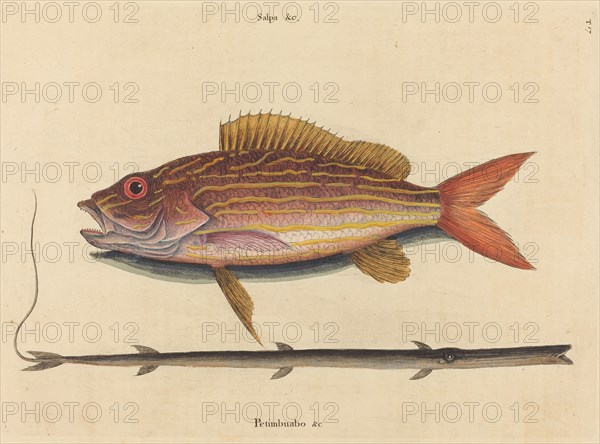 The Lane-snapper (Sparus synagris), published 1731-1743.