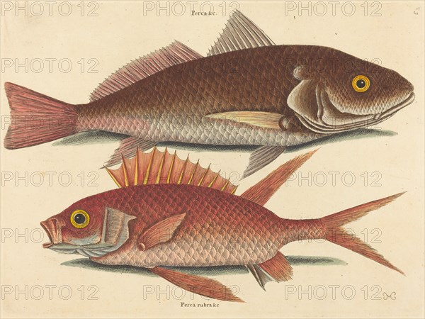 The Croker (Perca undulata), published 1731-1743.