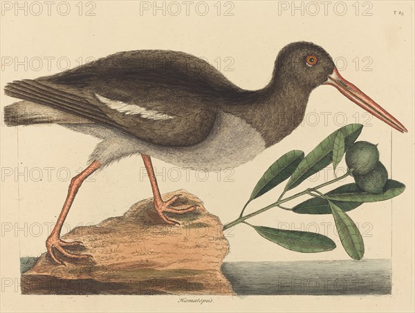 The Oyster-catcher (Hoematopus ostralegus), published 1731-1743.