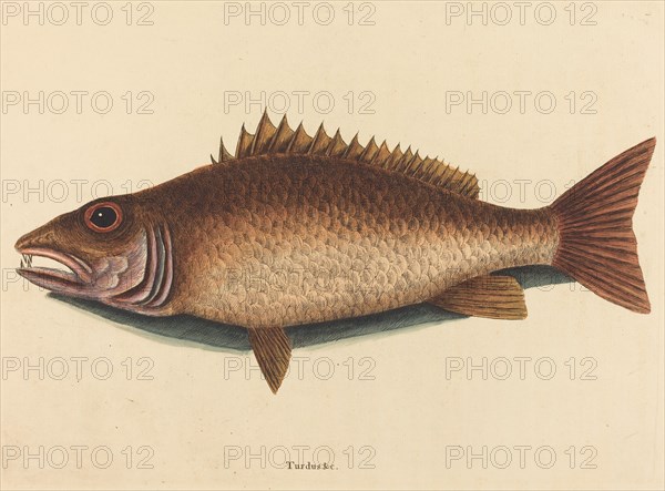 The Mangrove Snapper (Labrus griseus), published 1754.