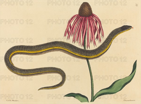 The Glass Snake (Anguis ventralis), published 1731-1743.