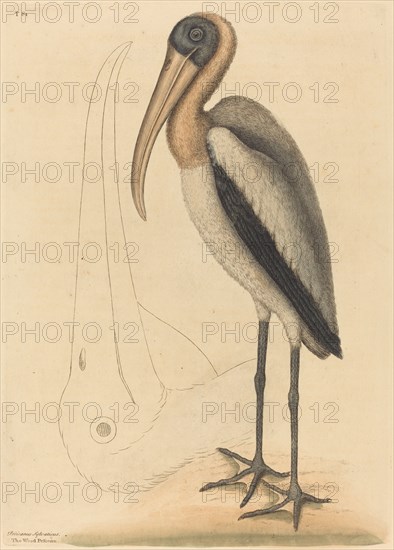 The Wood Pelican (Tantalus Loculator), published 1731-1743.