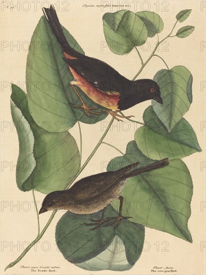 The Towhe Bird (Fringilla erythrophthalma), published 1754.