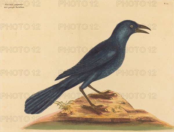 The Purple Jack Daw (Gracula Quiscula), published 1731-1743.