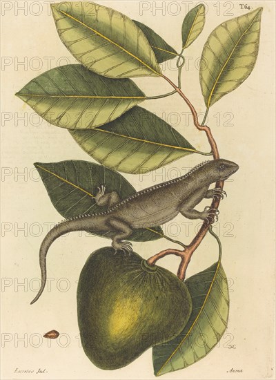 The Guana (Lacerta Iguana), published 1731-1743.