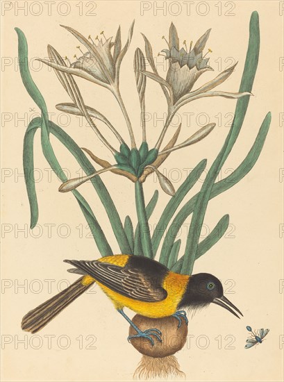 The Yellow and Black Pye (Oriolus Icterus), published 1731-1743.