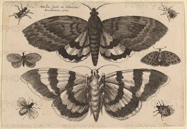 Two Moths and Six Insects, 1646.