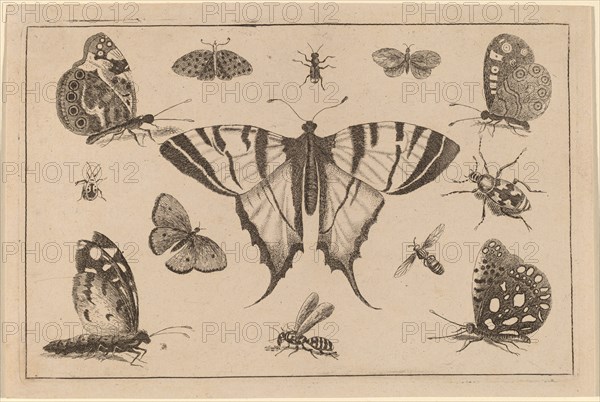Swallow-tailed Butterfly and Twelve Other Insects.