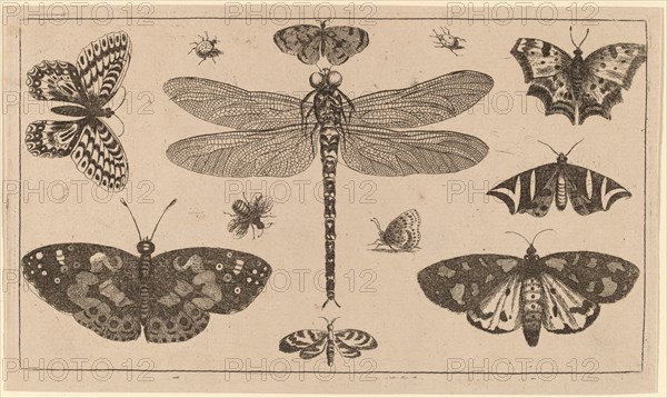 Dragonfly, Ladybirds, and Butterflies.