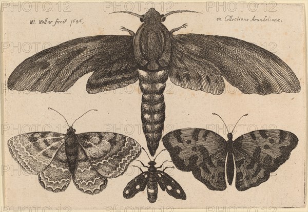 Moth and Three Butterflies, 1646.