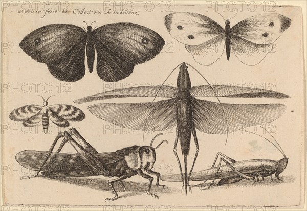 Six Insects, 1646.
