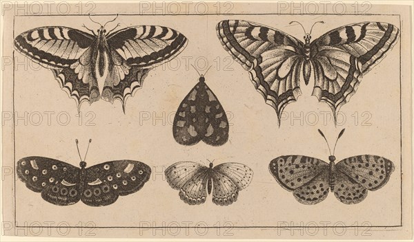 Five Butterflies and a Moth.