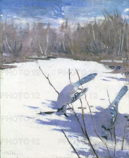 Blue Jays in Winter, study for book Concealing Coloration in the Animal Kingdom, ca. 1905-1909.