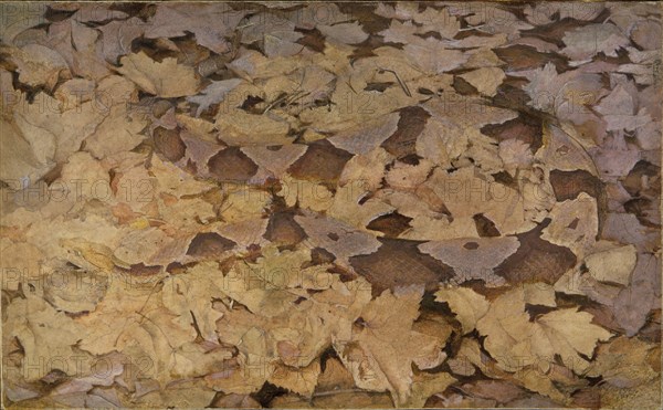 Copperhead Snake on Dead Leaves, study for book Concealing Coloration in the Animal Kingdom, ca. 1910-1915.