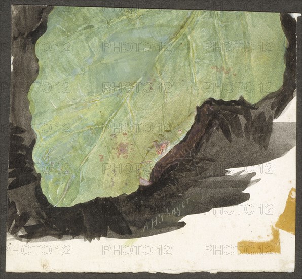 Heterocampa Biundata, Walker, study for book Concealing Coloration in the Animal Kingdom, n.d.