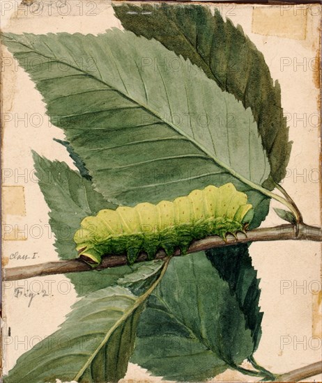 Lunar Caterpillar, study for book Concealing Coloration in the Animal Kingdom, n.d.