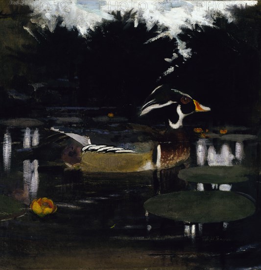 Male Wood Duck in a Forest Pool, study for book Concealing Coloration in the Animal Kingdom, ca. 1905-1909.