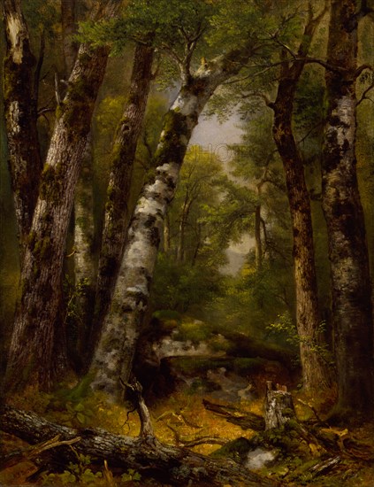 Woodland Glen, ca. 1850-1855.