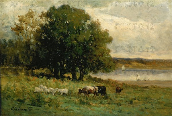 Untitled (cattle near river with sailboat in distance), n.d.