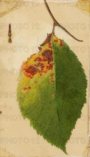 Crumpled and Withered Leaf Edge Mimicking Caterpillar, study for book Concealing Coloration in the Animal Kingdom, late 19th-early 20th century.