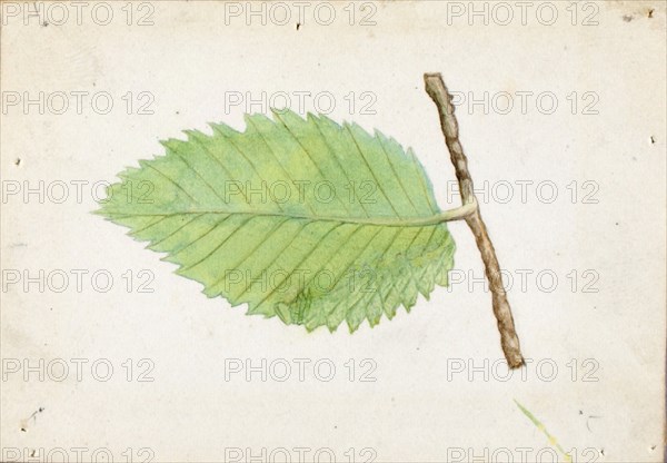 Jagged Leaf Edge Caterpillar, study for book Concealing Coloration in the Animal Kingdom, late 19th-early 20th century.