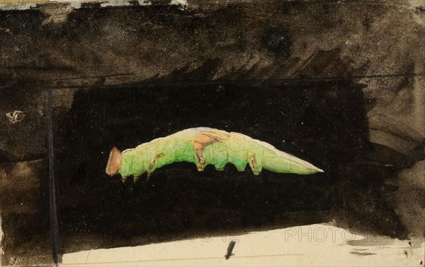Larger Spotted Beach Leaf Edge Caterpillar, study for book Concealing Coloration in the Animal Kingdom, late 19th-early 20th century.