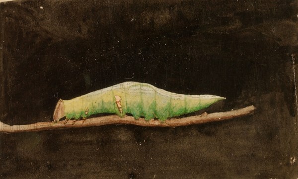 Larger Spotted Beach Leaf Edge Caterpillar, study for book Concealing Coloration in the Animal Kingdom, late 19th-early 20th century.