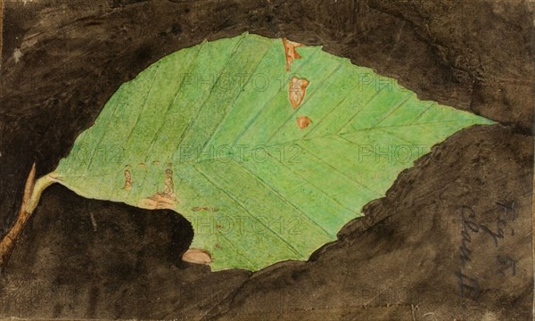 Smaller Spotted Beach Leaf Edge Caterpillar, study for book Concealing Coloration in the Animal Kingdom, late 19th-early 20th century.