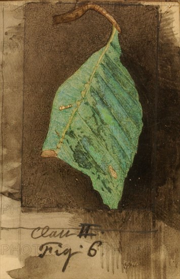Smaller Spotted Beach Leaf Edge Caterpillar, study for book Concealing Coloration in the Animal Kingdom, late 19th-early 20th century.