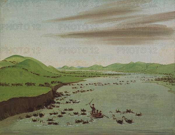 Buffalo Herds Crossing the Upper Missouri, 1832.
