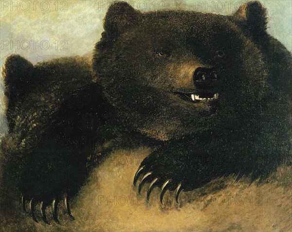 Weapons and Physiognomy of the Grizzly Bear, 1846-1848.