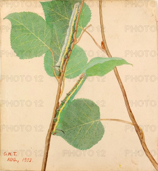 Mirror-Back Caterpillar, study for book Concealing Coloration in the Animal Kingdom, early 20th century.