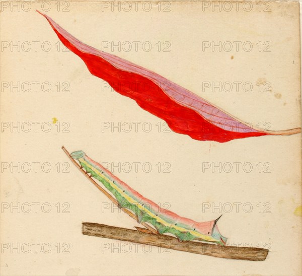 Mirror-Back Caterpillar, study for book Concealing Coloration in the Animal Kingdom, early 20th century.