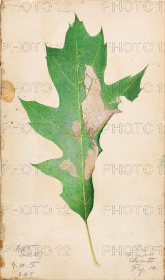 Oak Leaf Edge Caterpillar, study for book Concealing Coloration in the Animal Kingdom, early 20th century.