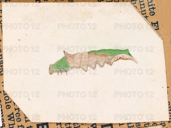 Oak Leaf Edge Caterpillar, study for book Concealing Coloration in the Animal Kingdom, early 20th century.