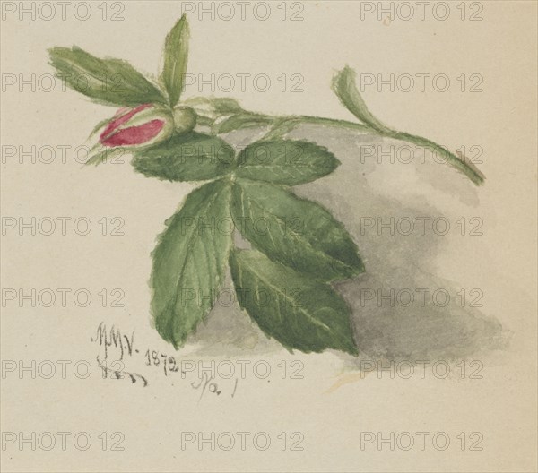 Rosebud, 1872.