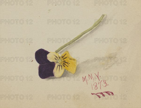 Untitled (Pansy), 1873.