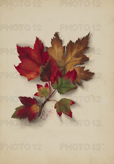 Untitled (Autumn Leaves), 1874.