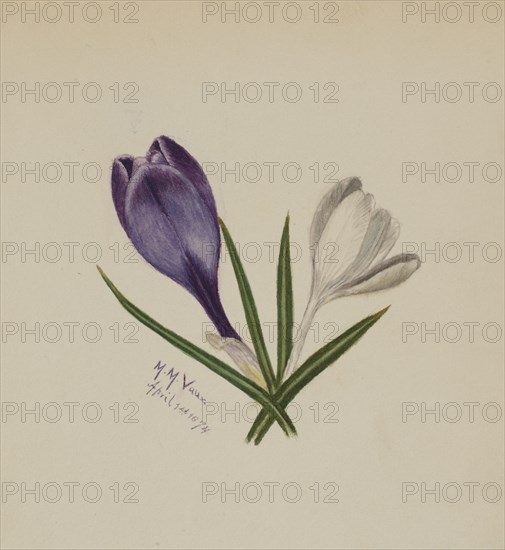 Untitled (Crocuses), 1874.