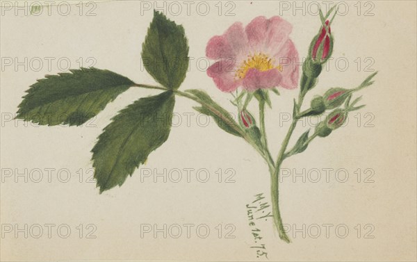 Pink Rose, 1875.