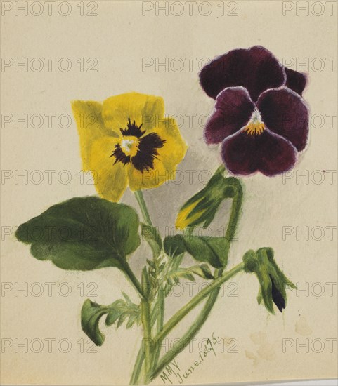 Untitled (Pansies), 1875.